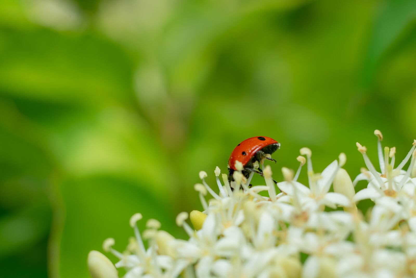 Sony a7 II sample photo. Lady bug, flower, nature photography