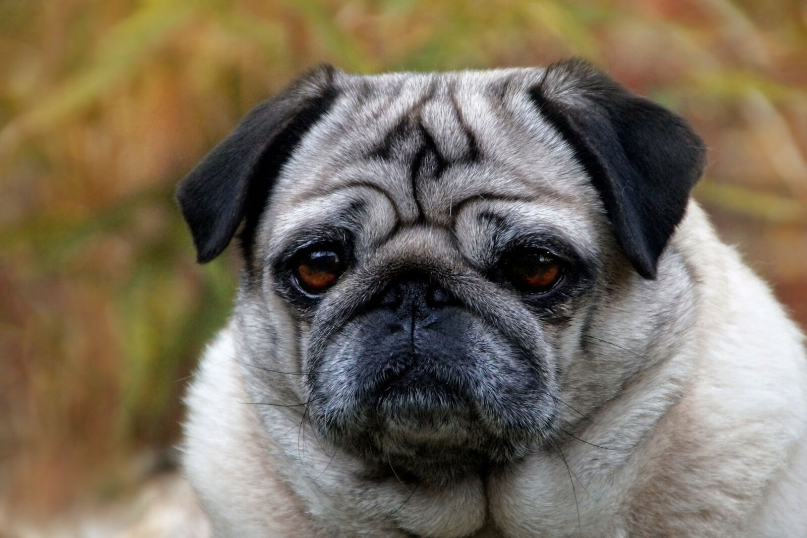 Sony SLT-A58 sample photo. Pug, dog, bitch photography