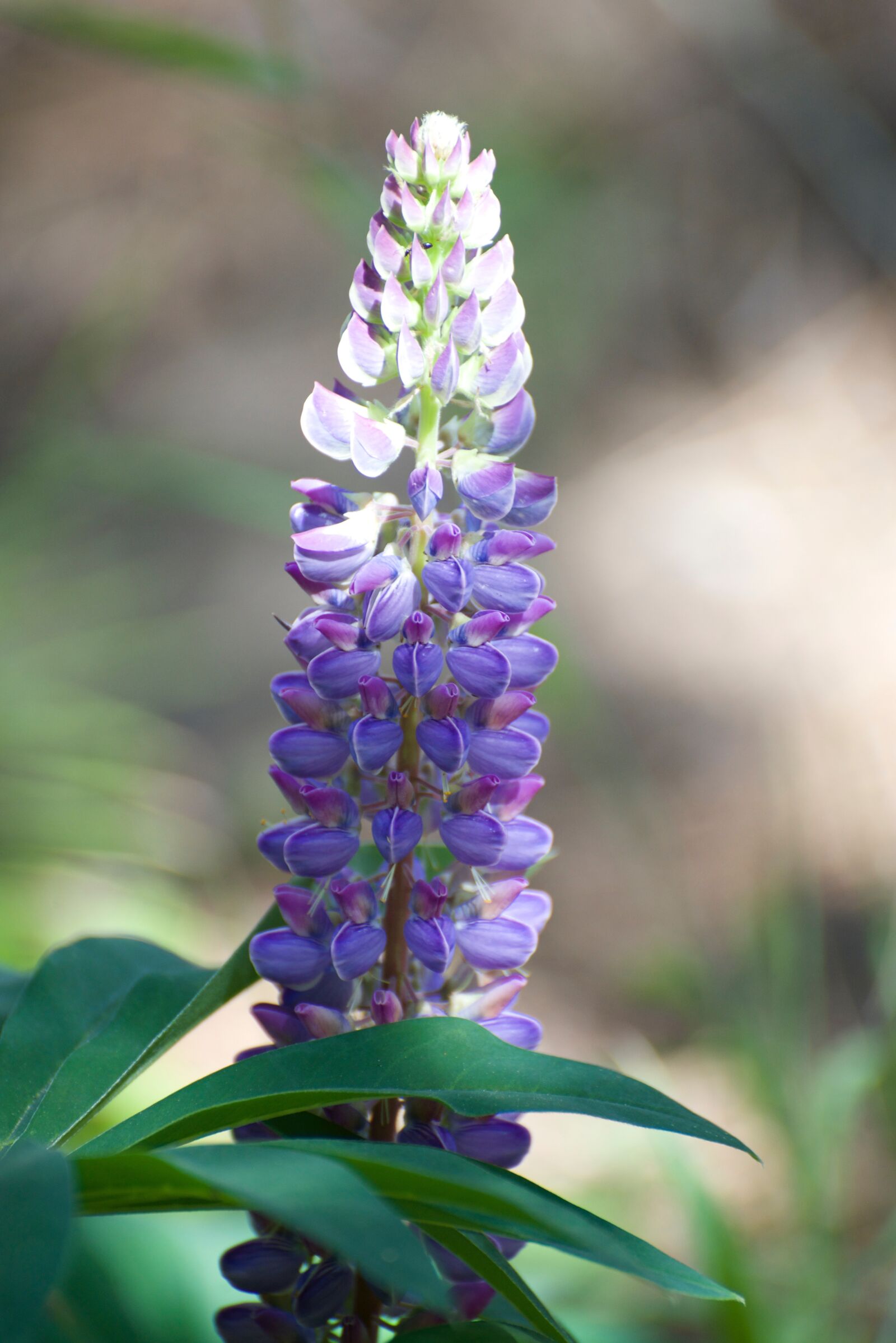 Nikon D600 sample photo. Lupine, flower, nature photography