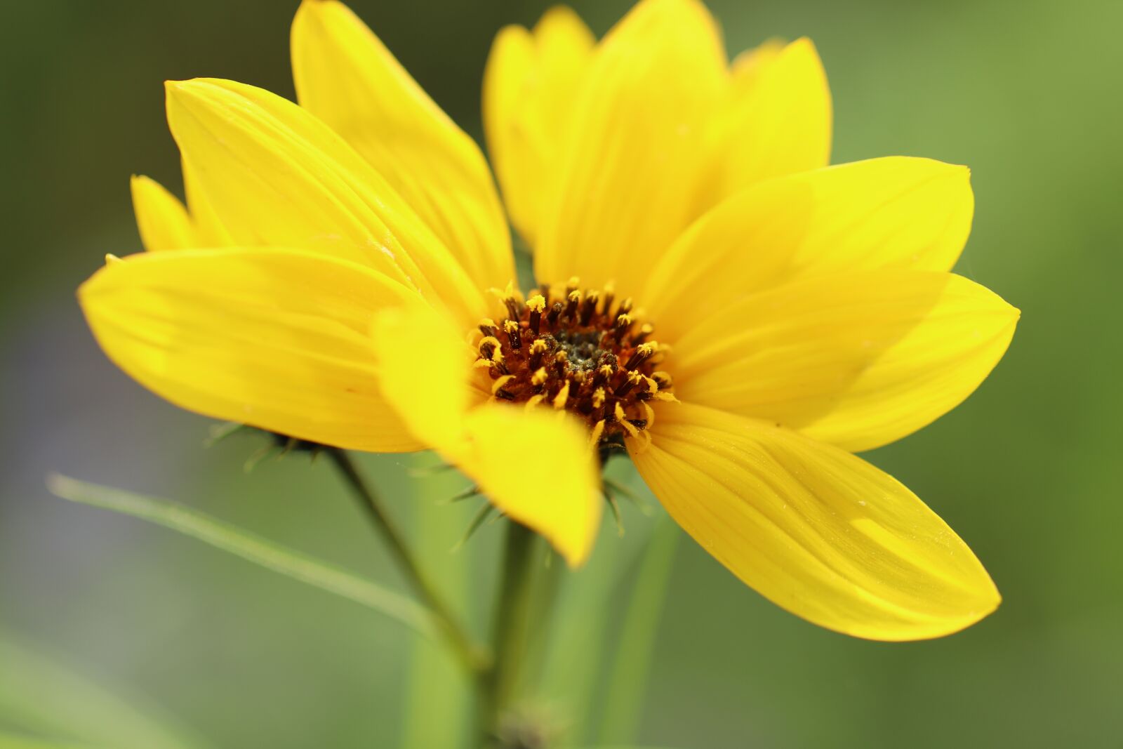 Canon EOS 800D (EOS Rebel T7i / EOS Kiss X9i) sample photo. Sunflower, willow-leaved sunflower, helianthus photography