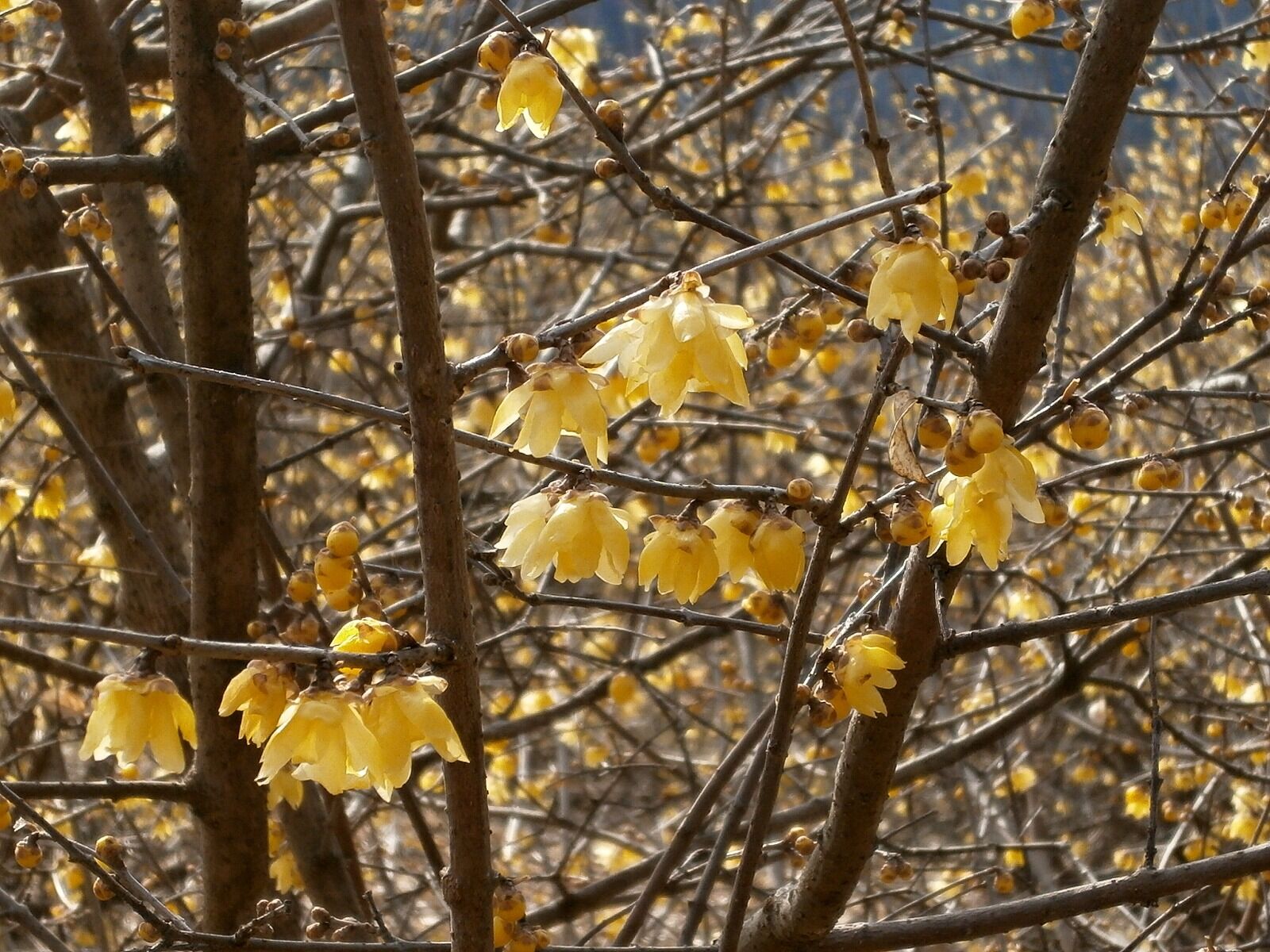 Olympus VG110,D700 sample photo. Plum, robin, flowers photography