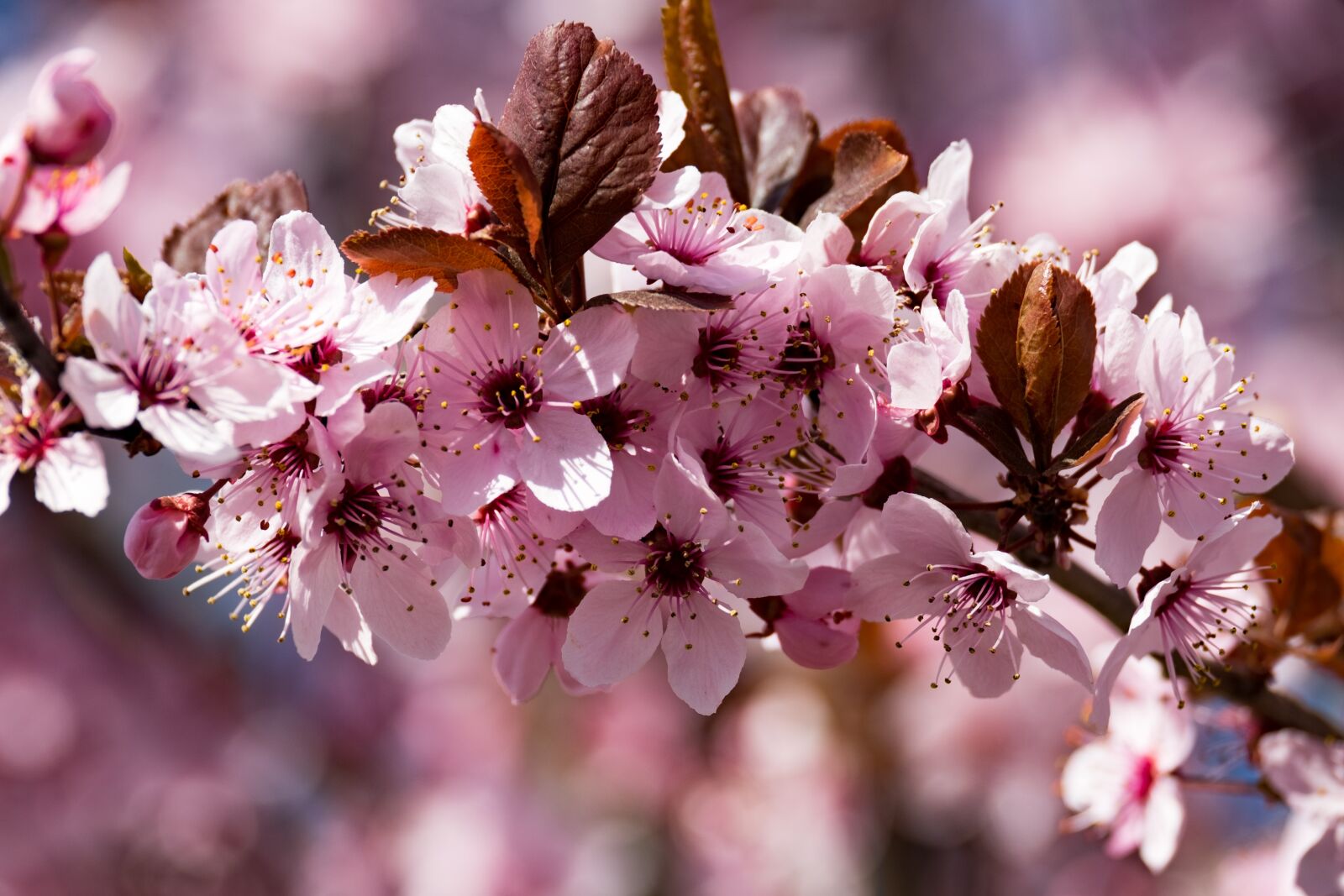 Fujifilm XF 55-200mm F3.5-4.8 R LM OIS sample photo. Flower, plum, spring photography