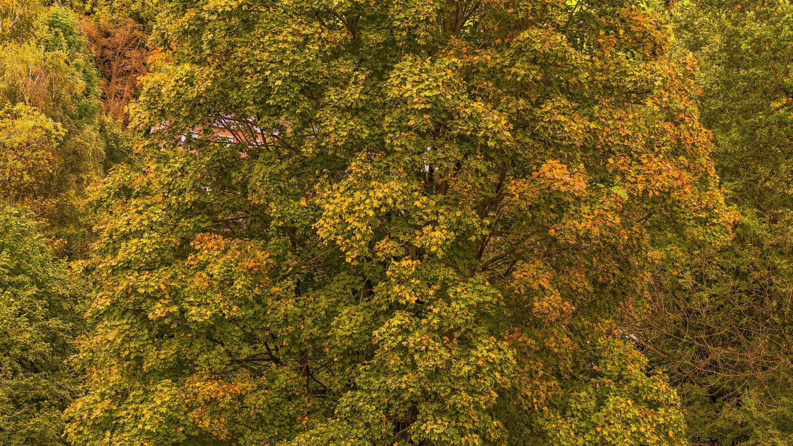 Sony a6300 + Sigma 30mm F2.8 EX DN sample photo. Autumn, tree, leaves photography