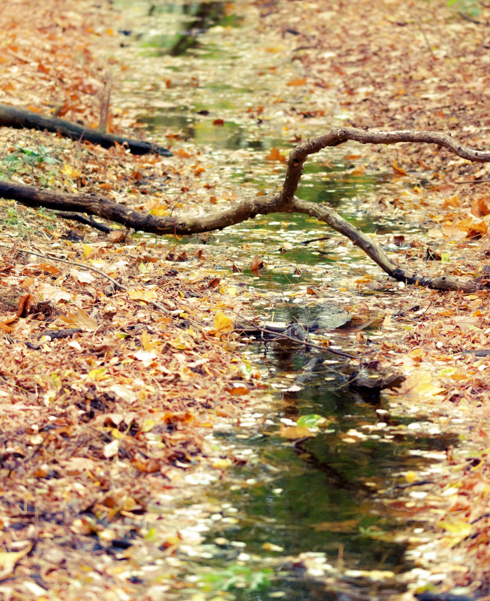 Nikon D5100 sample photo. Landscape, forest, nature photography