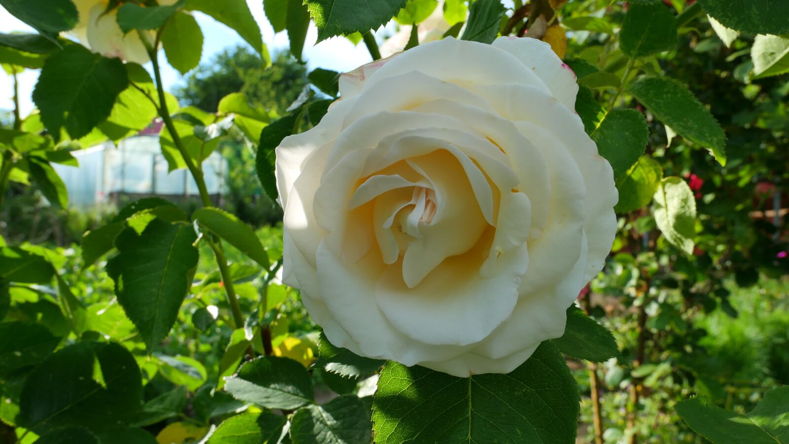 Panasonic Lumix DMC-LX10 (Lumix DMC-LX15) sample photo. Rose, flower, summer photography