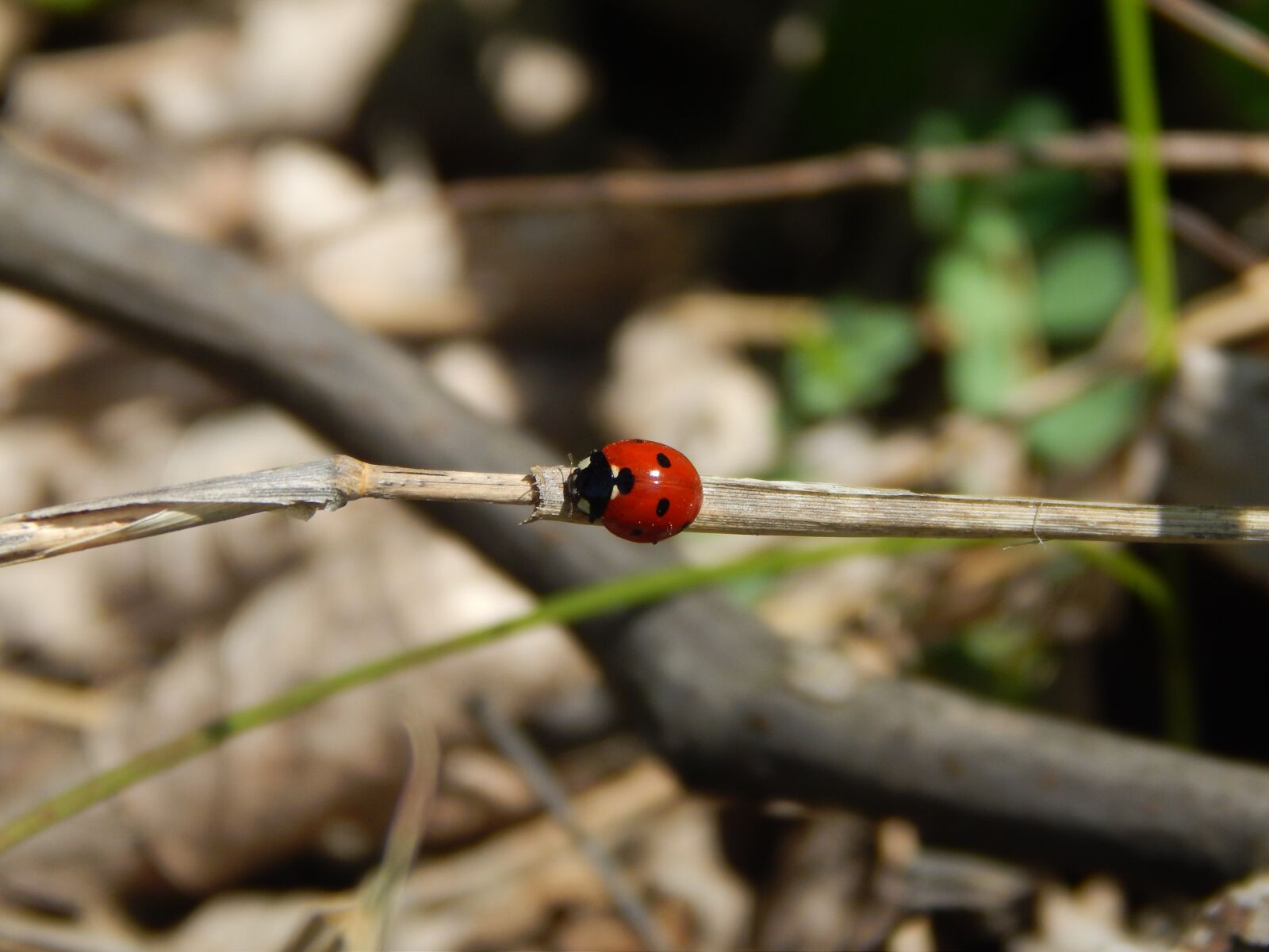 Nikon Coolpix L820 sample photo. Ladybug, the bug, insects photography