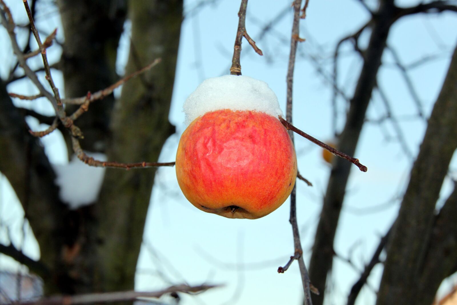 Canon EOS 500D (EOS Rebel T1i / EOS Kiss X3) sample photo. Apple, winter, snow photography