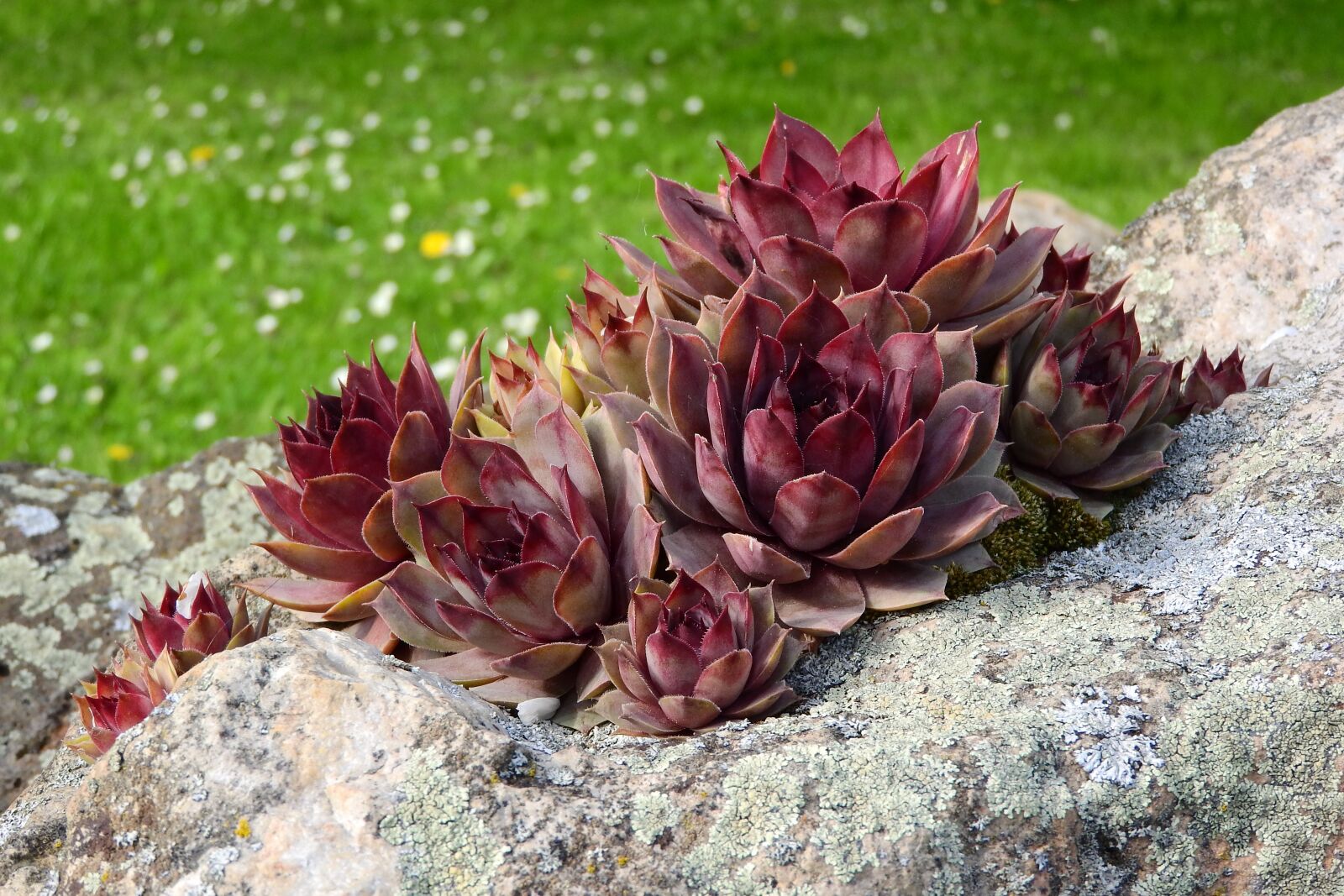 Nikon Coolpix P610 sample photo. Netřesk, sempervivum, tlusticovité photography