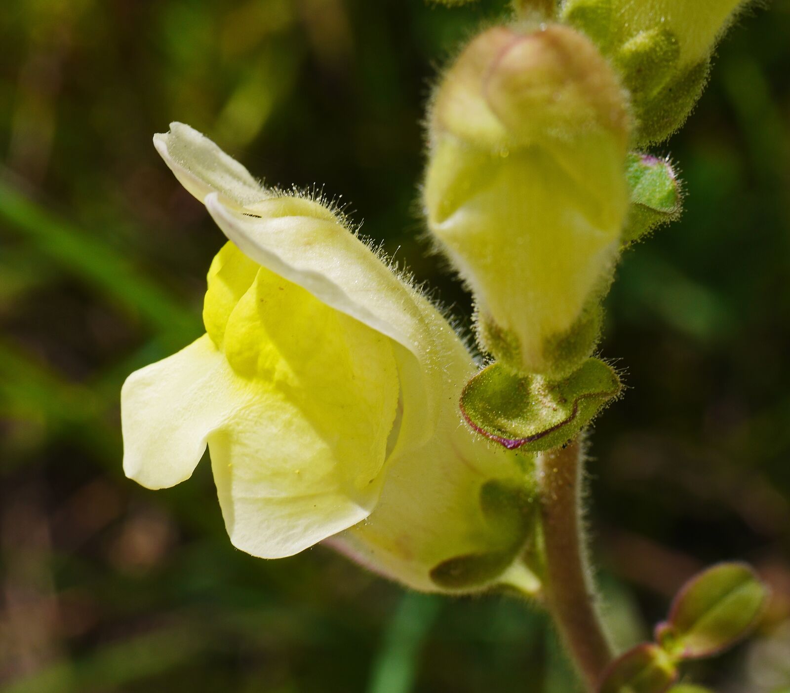 Panasonic Lumix DMC-GH3 sample photo. Loewenmaeulchen, flower, ornamental flower photography