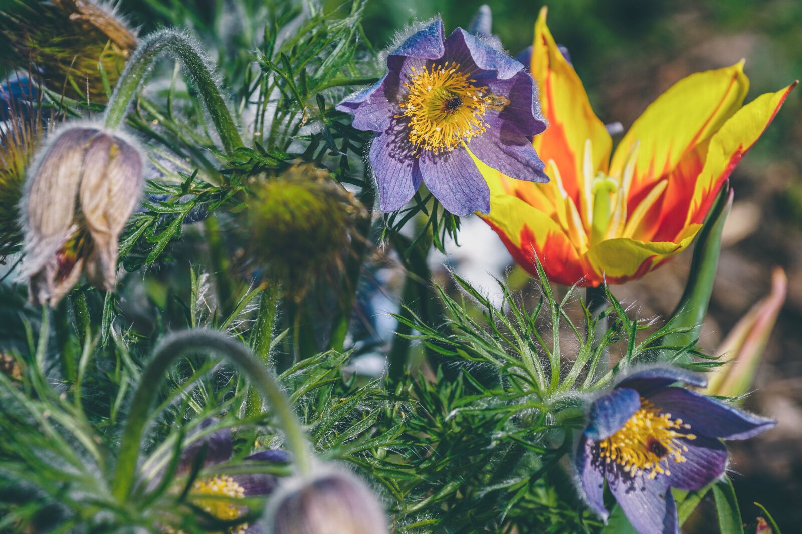 Sony DT 18-135mm F3.5-5.6 SAM sample photo. Pasque flower, pasqueflower, hahnenfu photography