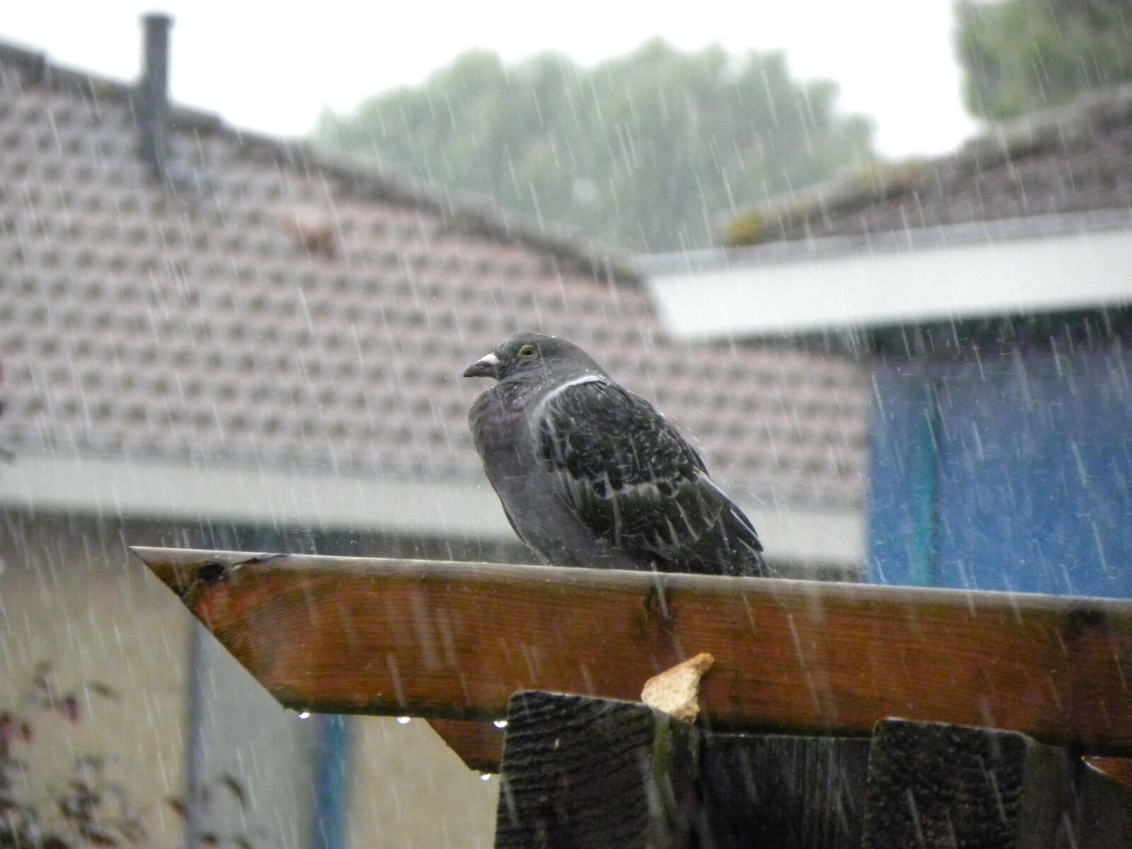 Nikon Coolpix P90 sample photo. Pigeon, homer, rain photography