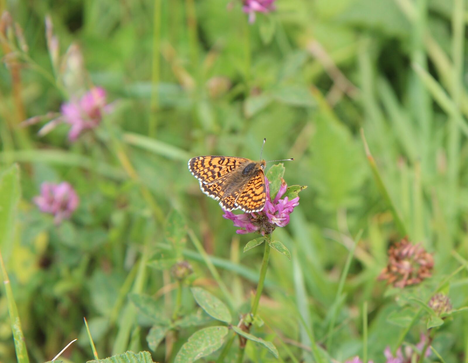 Canon EOS 600D (Rebel EOS T3i / EOS Kiss X5) sample photo. Butterfly, orange butterfly, nature photography