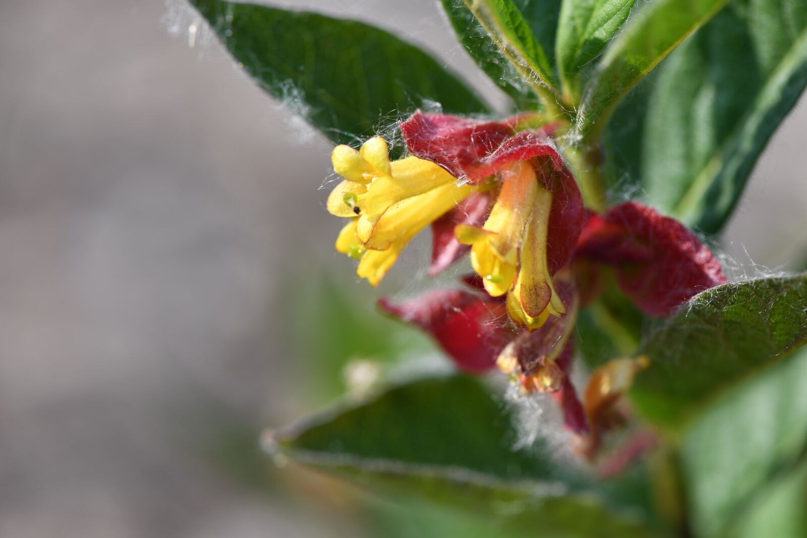 Nikon D5 sample photo. Nature, flower, summer photography