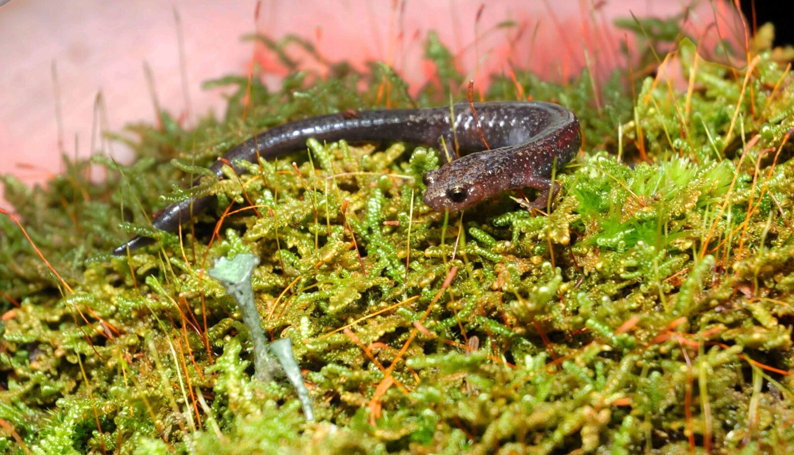 Nikon D300S sample photo. Cheat, muntain, salamander, grass photography