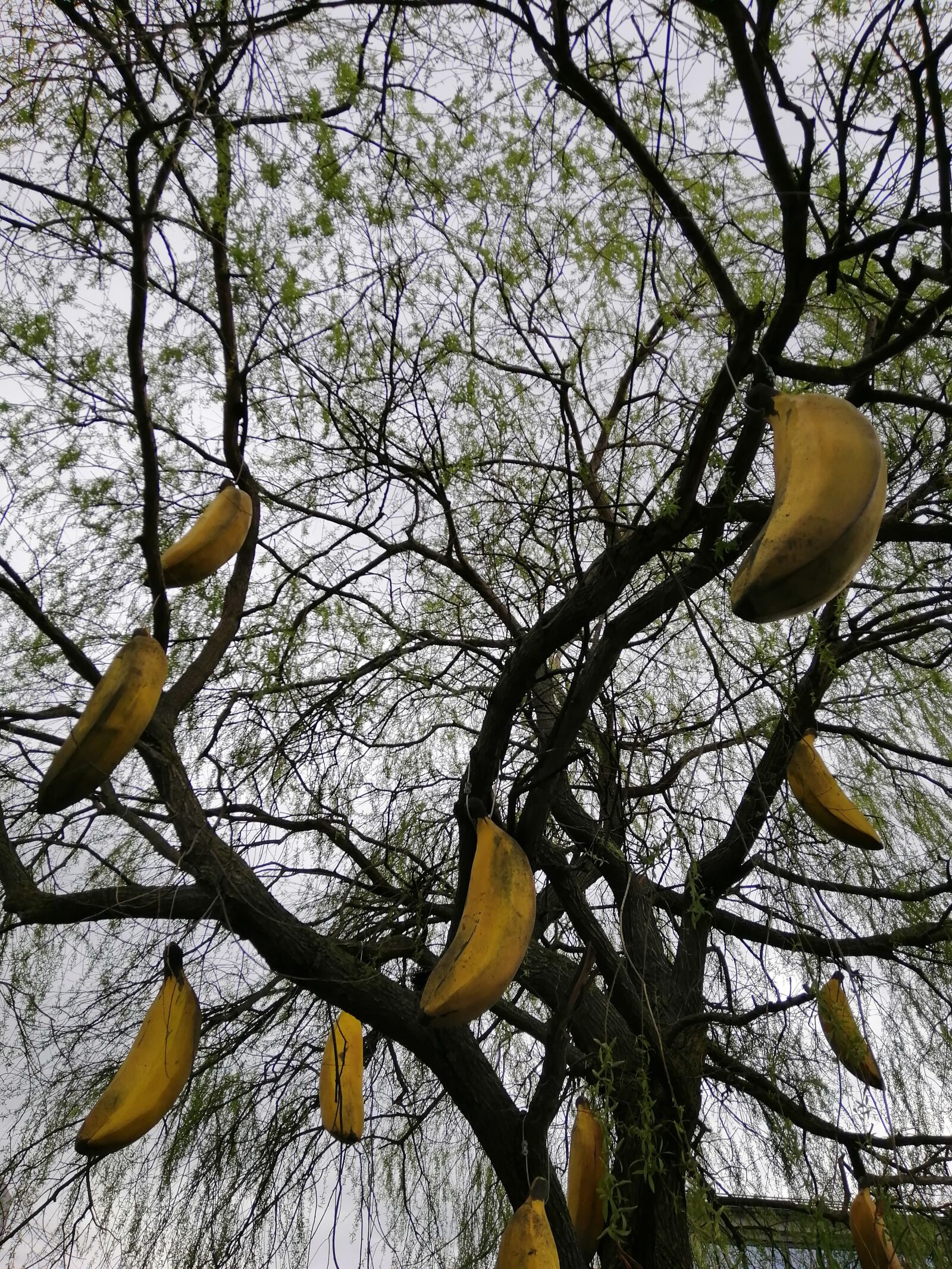 HUAWEI INE-LX1 sample photo. Bananas, willow, tree photography