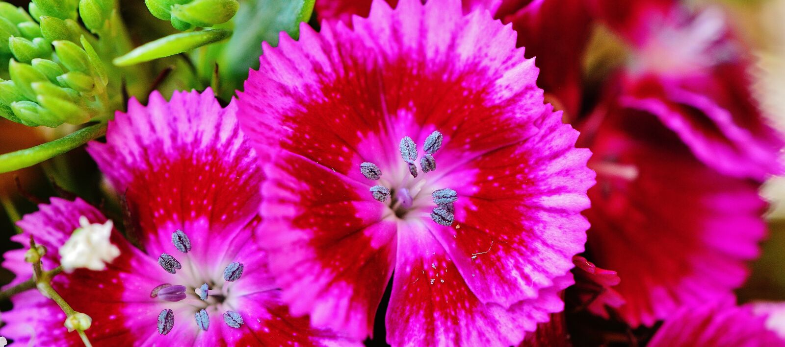 Nikon D3200 sample photo. Flowers, summer, pink photography