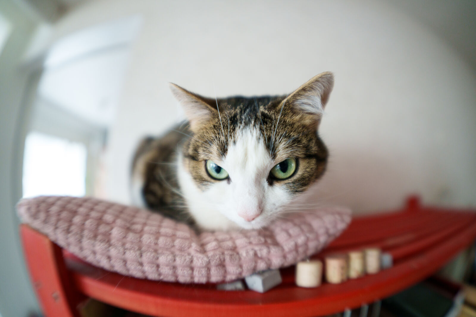 Sigma 15mm F1.4 DG DN Diagonal Fisheye Art sample photo. Not amused cat photography