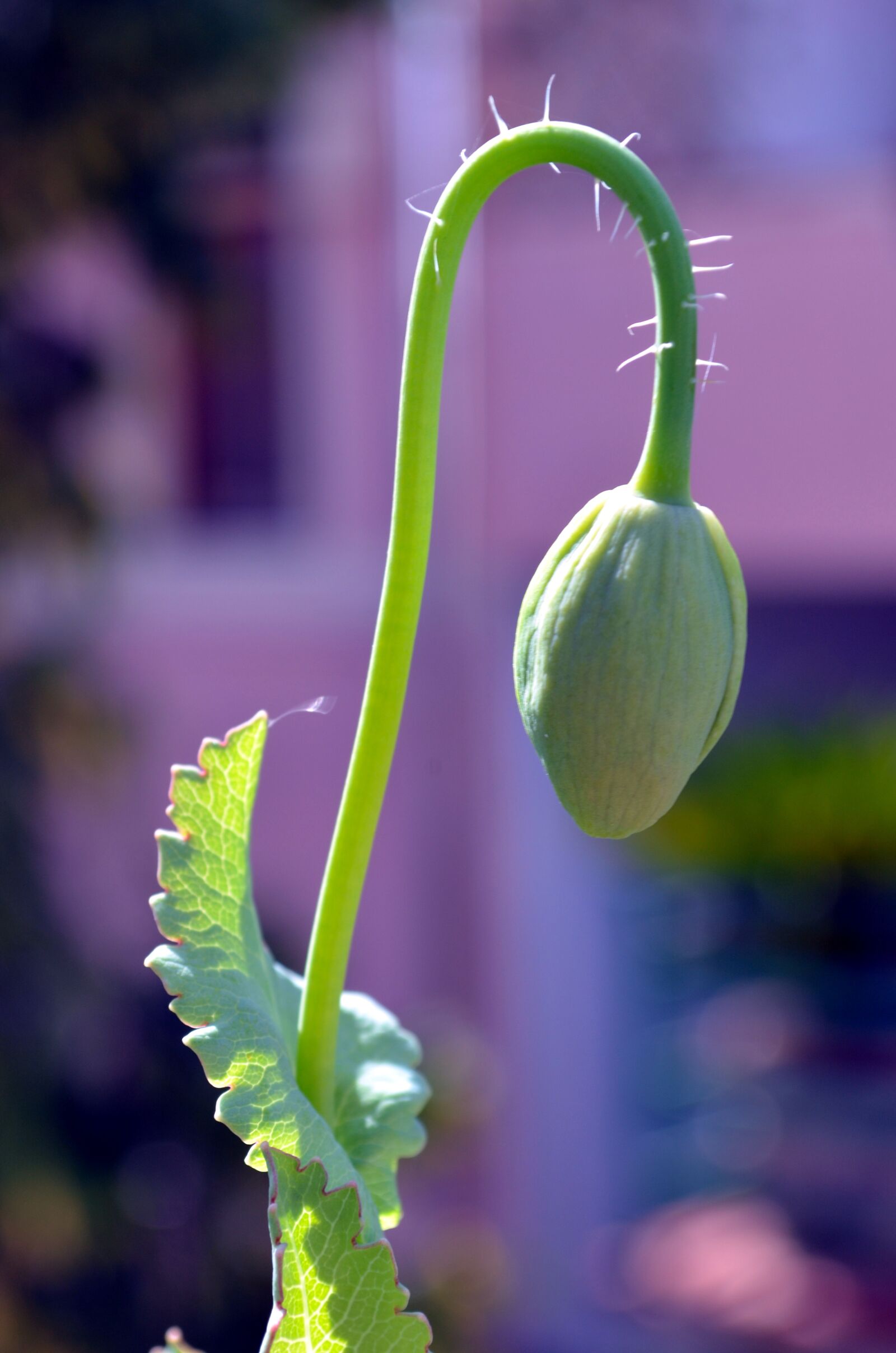 Nikon D5100 sample photo. Poppy, bud, bloom photography