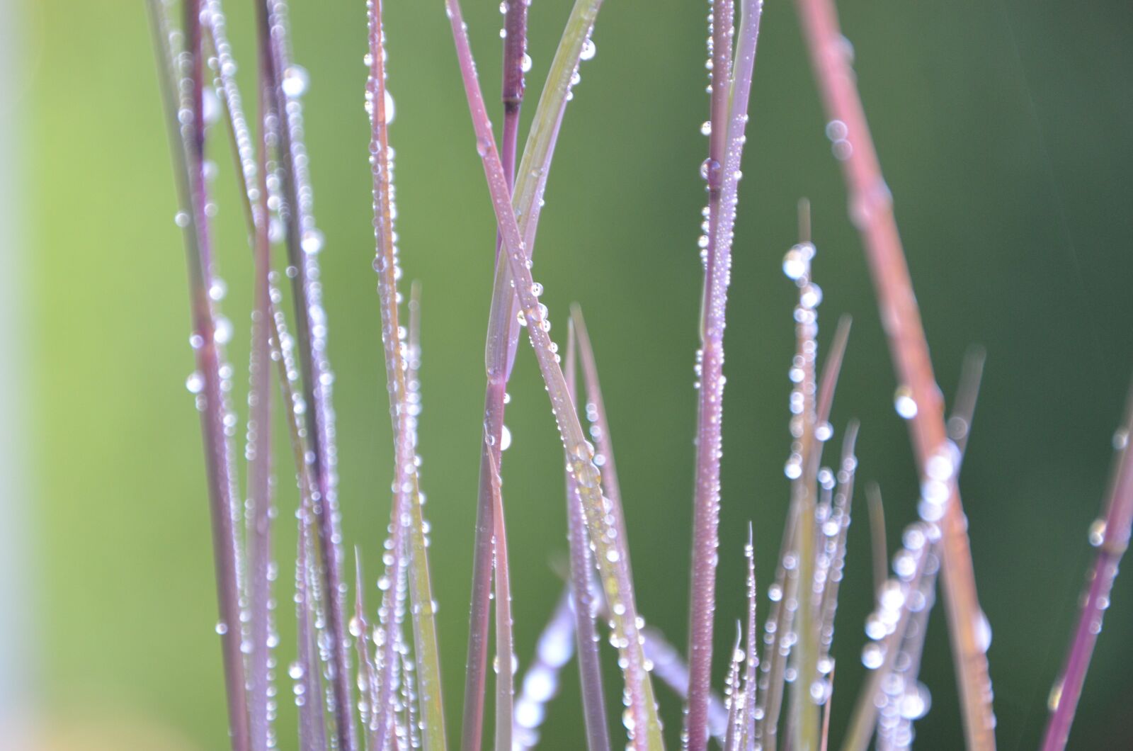 Nikon D5100 sample photo. Plant, nature, leaf photography