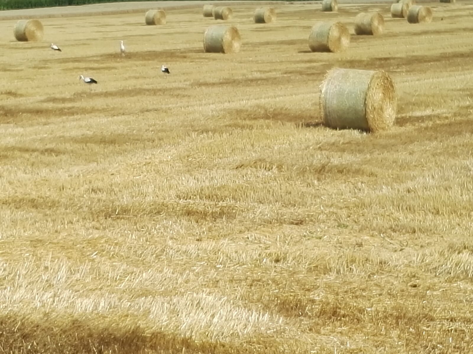 HUAWEI P8 sample photo. Storks, field, wheat photography