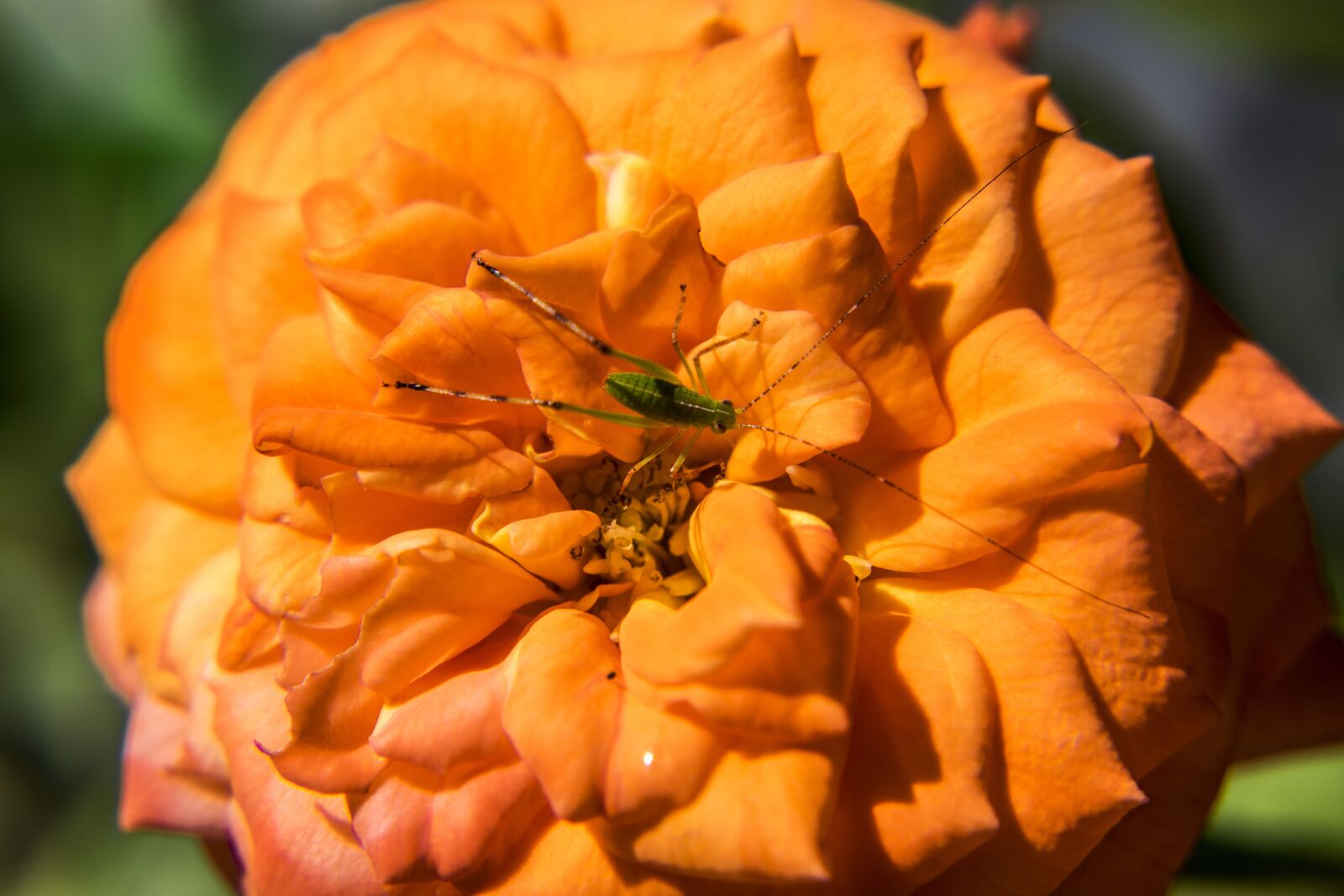Nikon D3300 sample photo. Flower, nature, outdoors photography