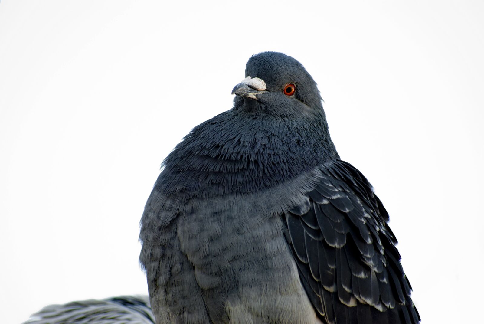 Pentax K10D sample photo. Bird, pigeon, gray photography