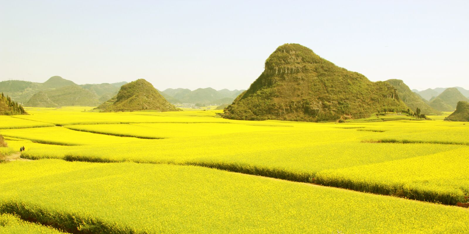 Canon EF-S 18-135mm F3.5-5.6 IS sample photo. Canola flower sea, flower photography
