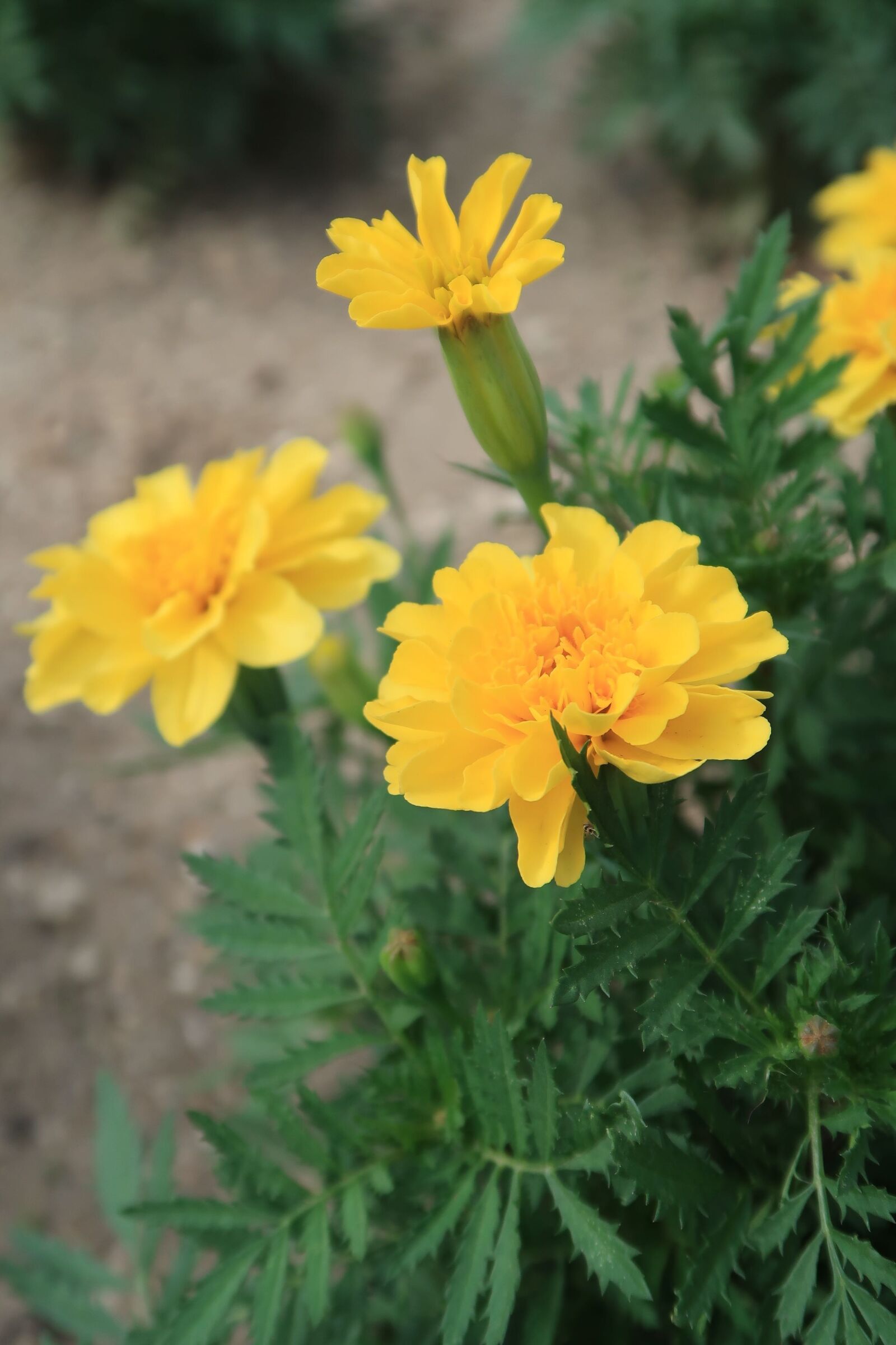 Canon PowerShot G7 X Mark II sample photo. Flowers, yellow, summer photography