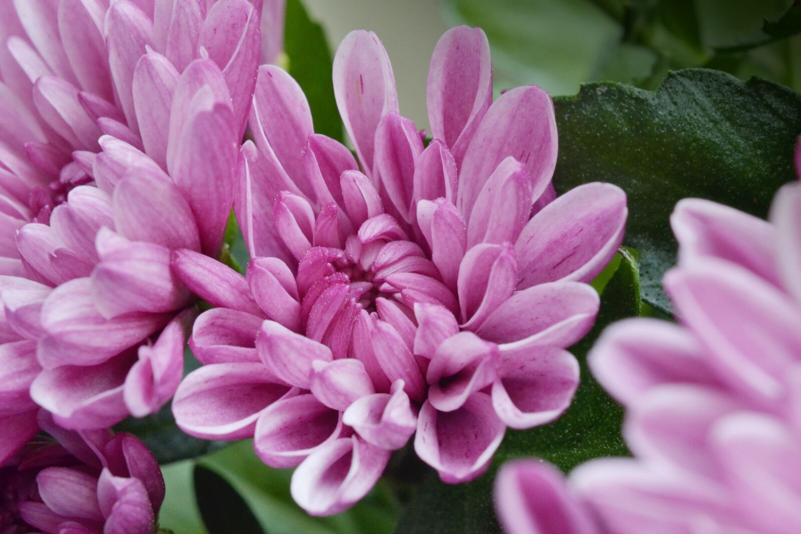 Nikon D7000 sample photo. Flower, the chrysanthemum, pink photography