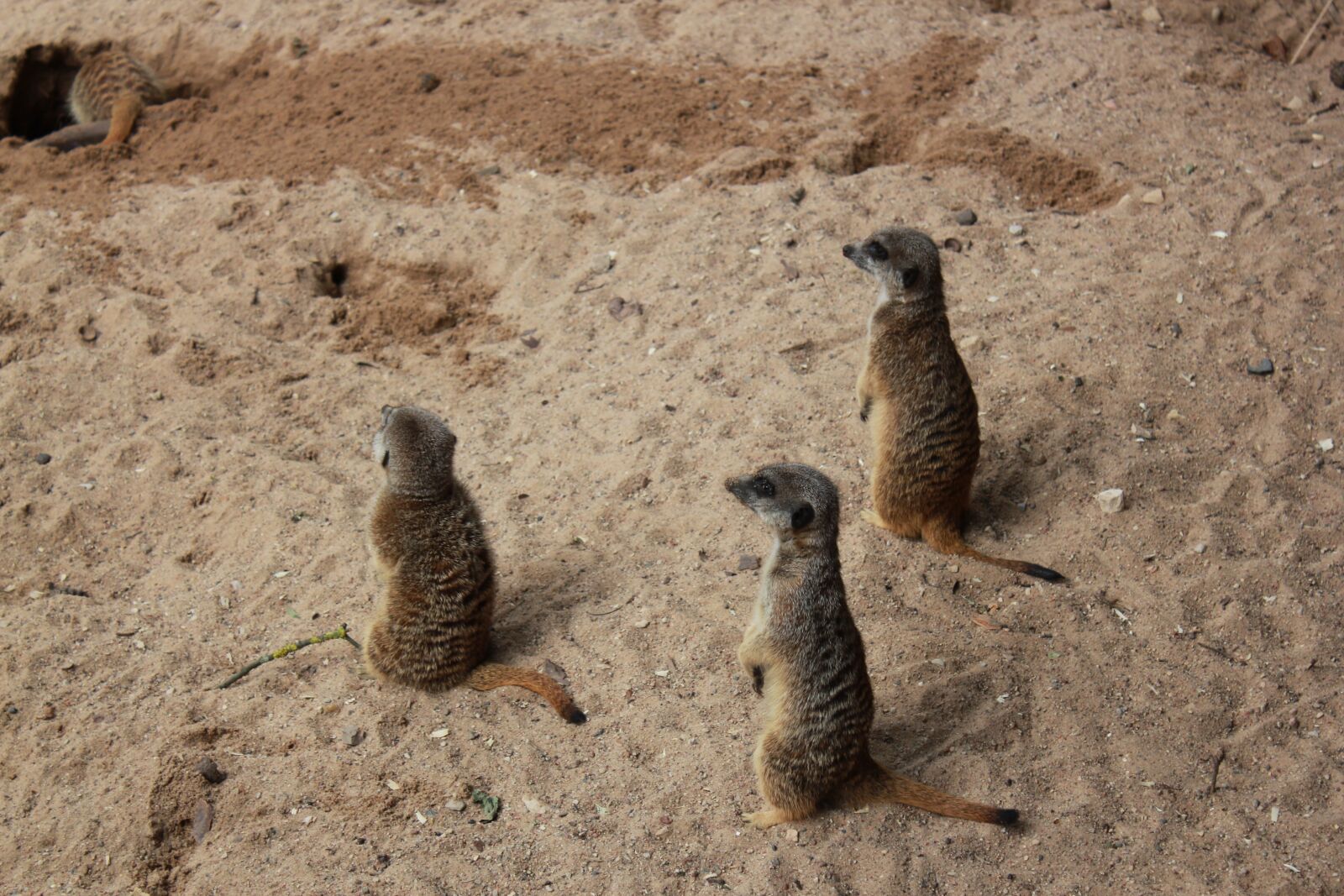 Canon EOS 550D (EOS Rebel T2i / EOS Kiss X4) sample photo. Zoo, the meerkats, animals photography