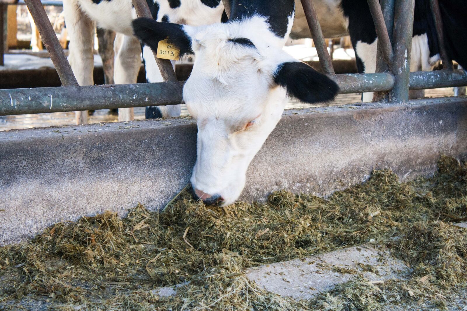 Canon EOS 1000D (EOS Digital Rebel XS / EOS Kiss F) sample photo. Cow, free stall, dairy photography