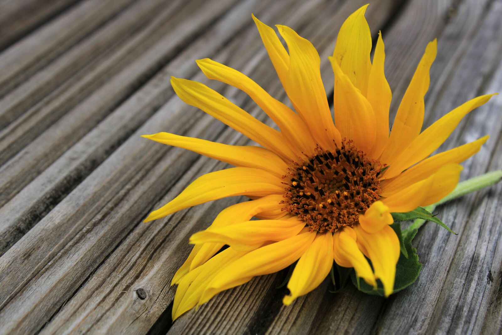 Canon EOS 2000D (EOS Rebel T7 / EOS Kiss X90 / EOS 1500D) sample photo. Sunflower, flower, blossom photography