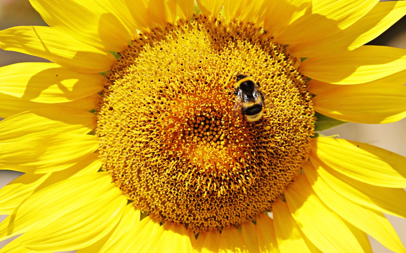 Canon EOS 100D (EOS Rebel SL1 / EOS Kiss X7) sample photo. Sunflower, hummel, nature photography