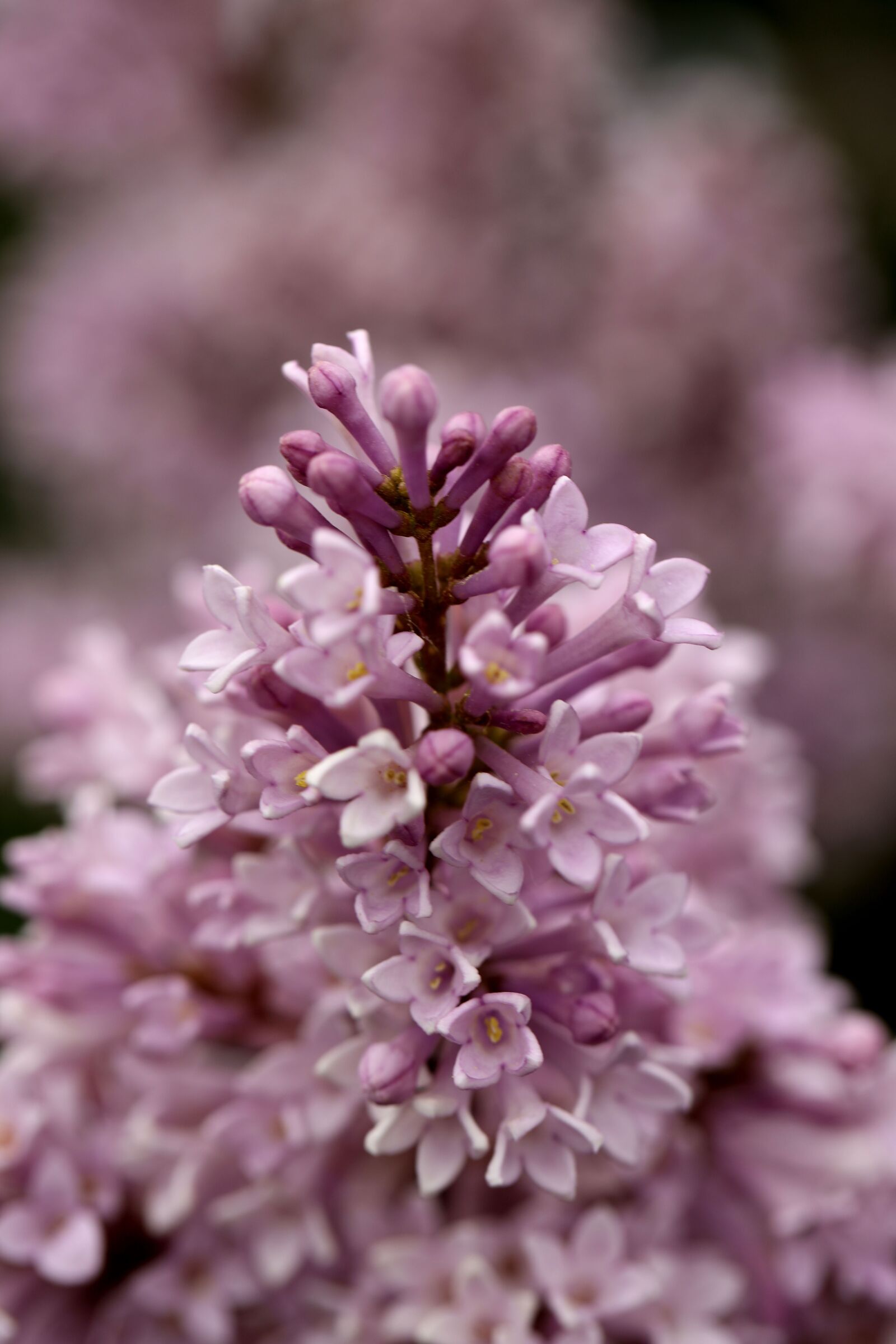 Canon EF 100mm F2.8L Macro IS USM sample photo. Lilac, flower, garden photography