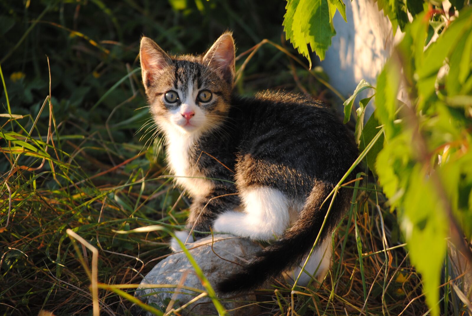Nikon D3000 sample photo. Cat, kitten, scheu photography