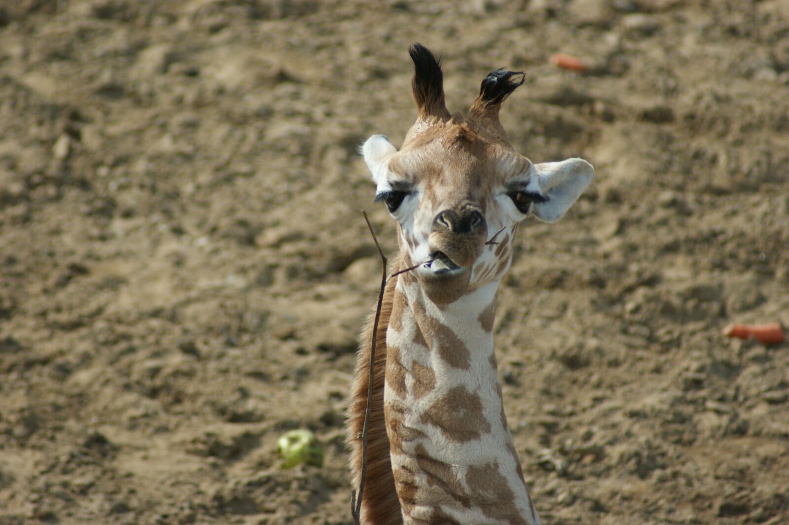 Sony Alpha DSLR-A350 sample photo. Giraffe, mammal, wildlife photography