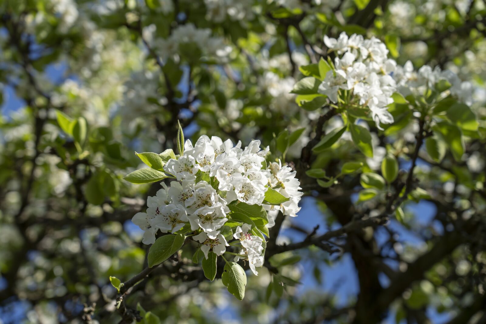 Sony FE 24-105mm F4 G OSS sample photo. Pear, flowering, flowers photography