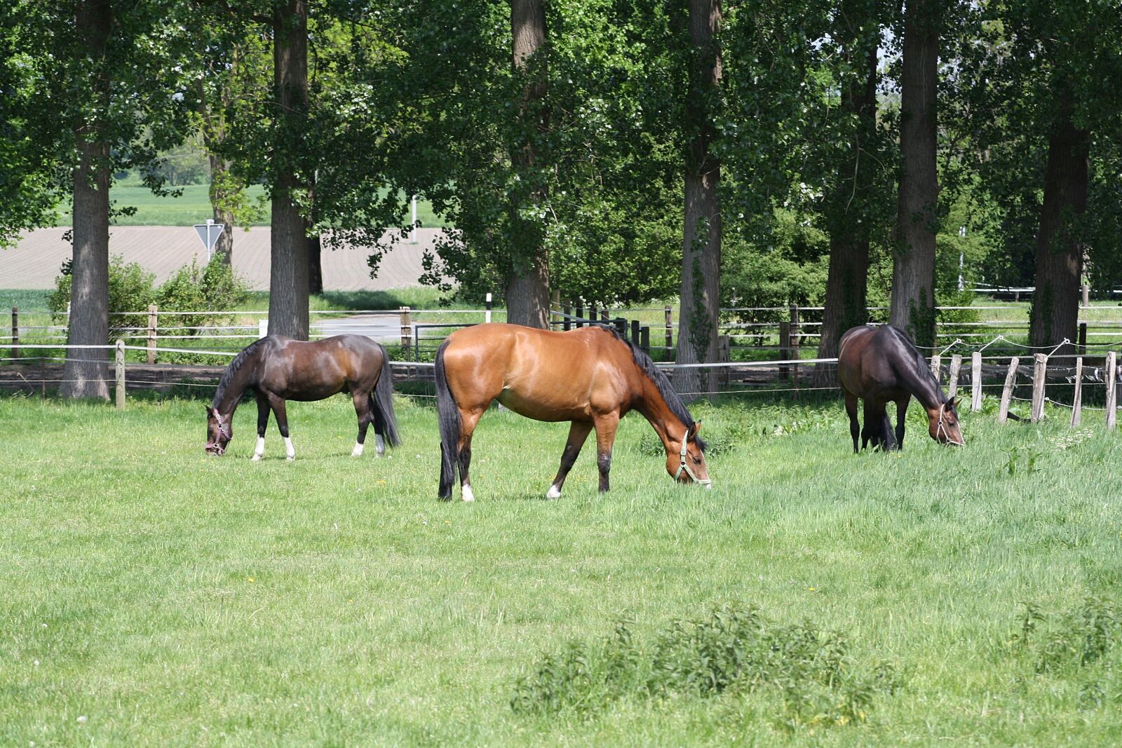 Canon EOS 1000D (EOS Digital Rebel XS / EOS Kiss F) sample photo. Horse, grass, pasture photography