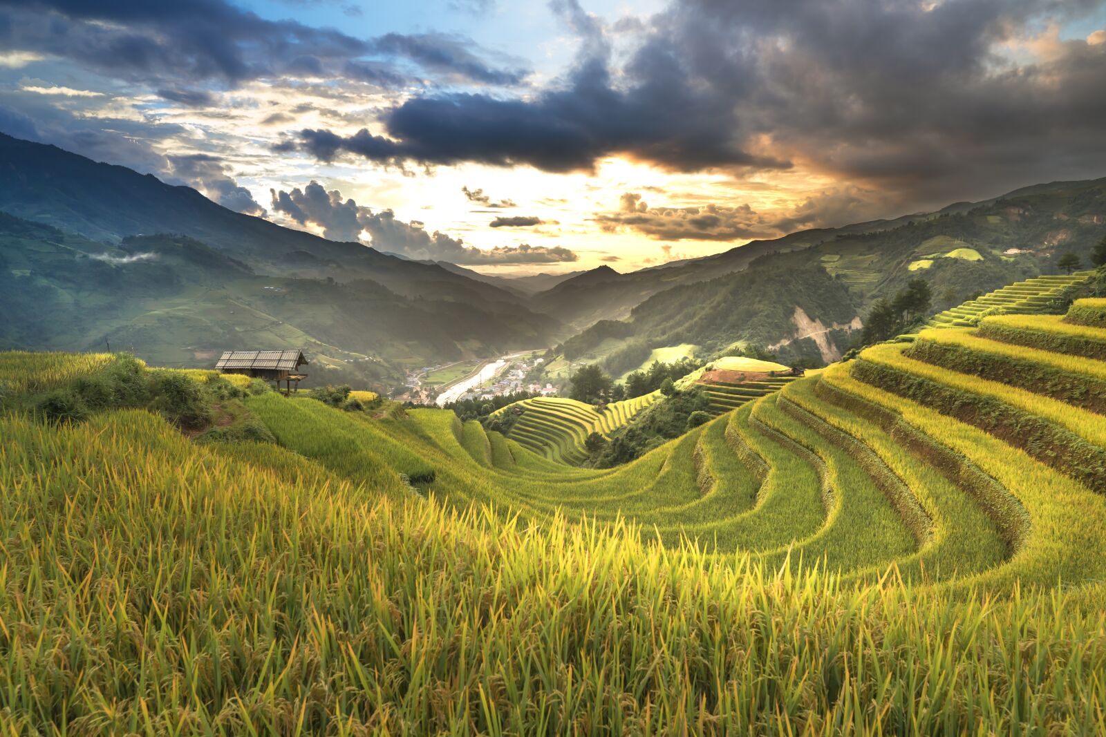 Sony a7R II + Sony FE 24-70mm F2.8 GM sample photo. Vietnam, rice, rice field photography