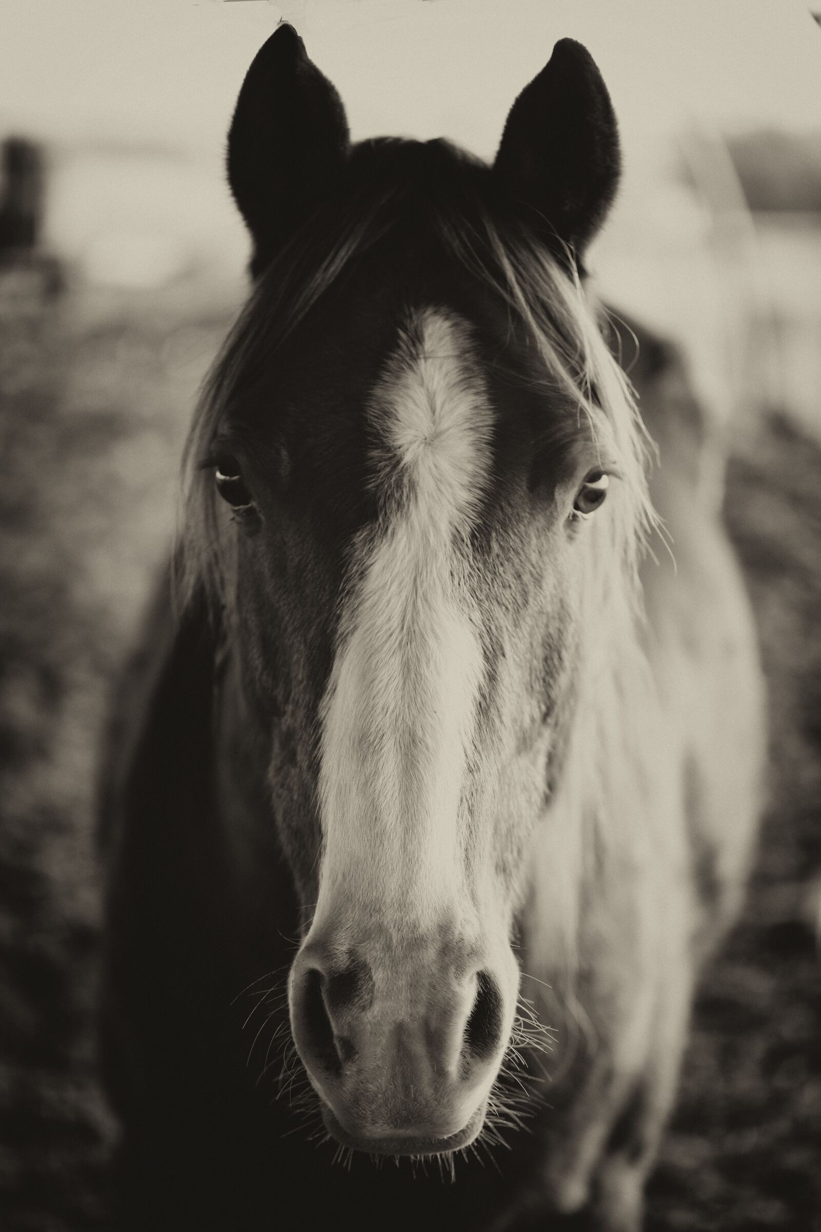 Canon EF 100mm F2.8L Macro IS USM sample photo. Horse, animals, horses photography