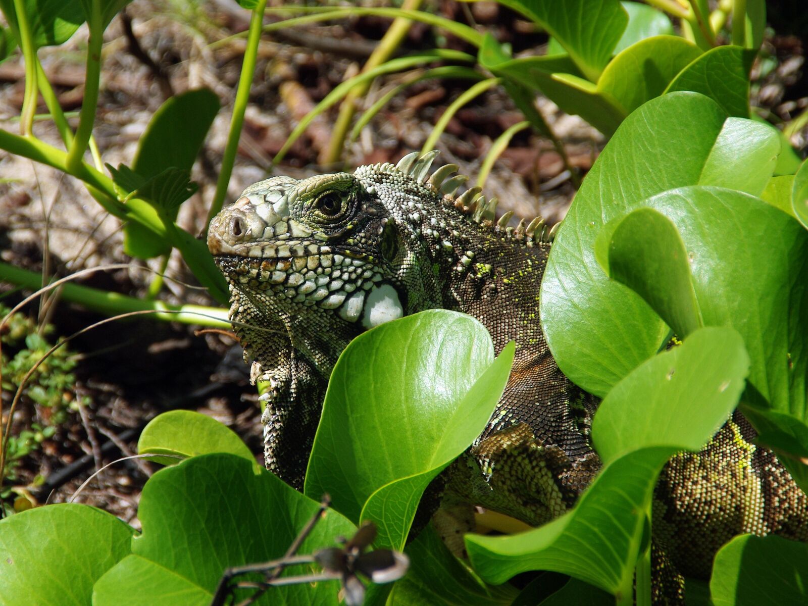 Pentax K200D sample photo. Iguana, reptile, wild photography
