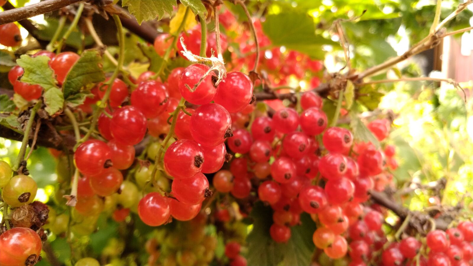 ASUS ZenFone 5 Lite (ZC600KL) sample photo. Currant, red, berry photography
