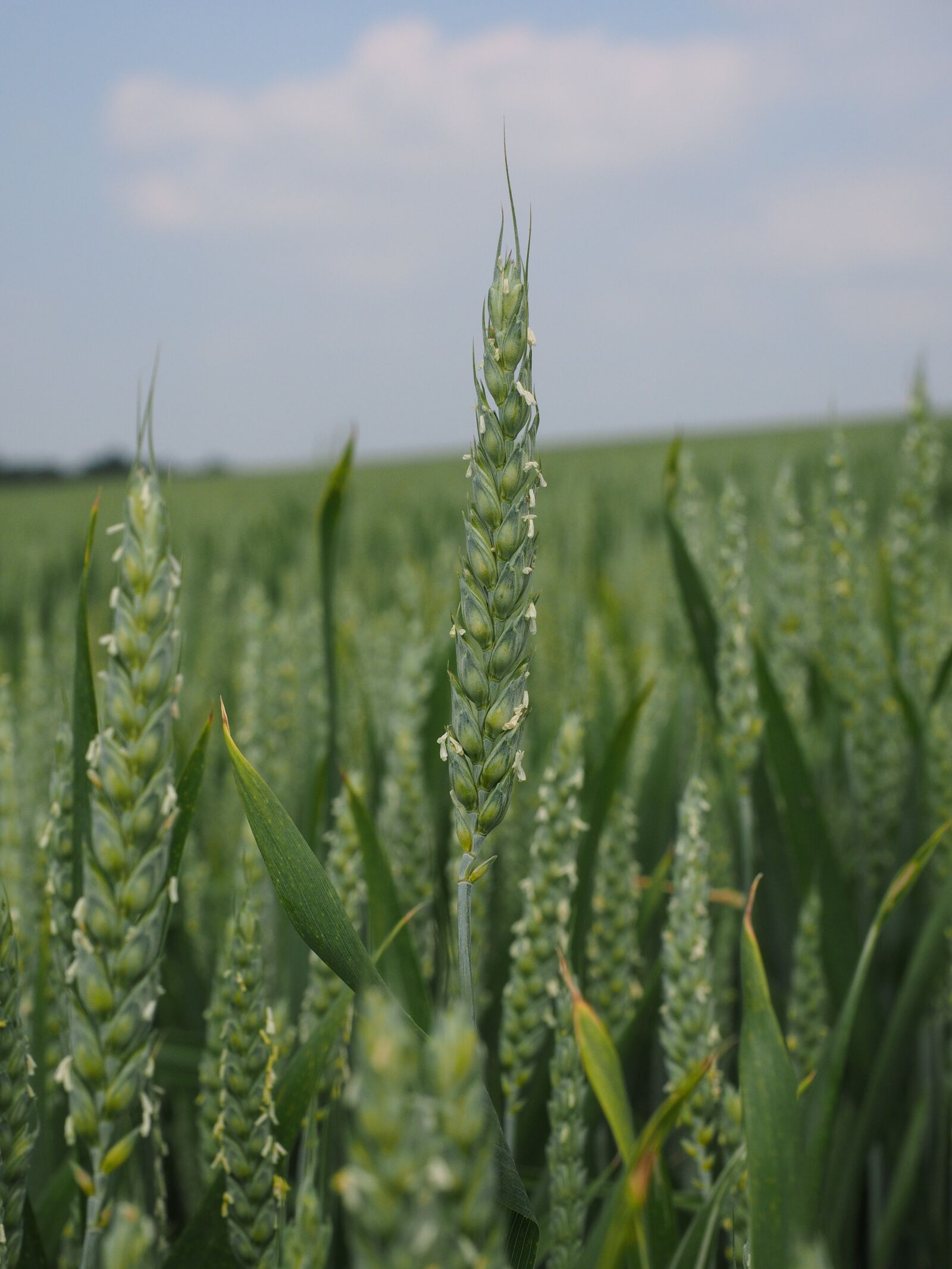 Olympus OM-D E-M1 + Olympus M.Zuiko Digital ED 12-40mm F2.8 Pro sample photo. Wheat field, wheat, wheat photography