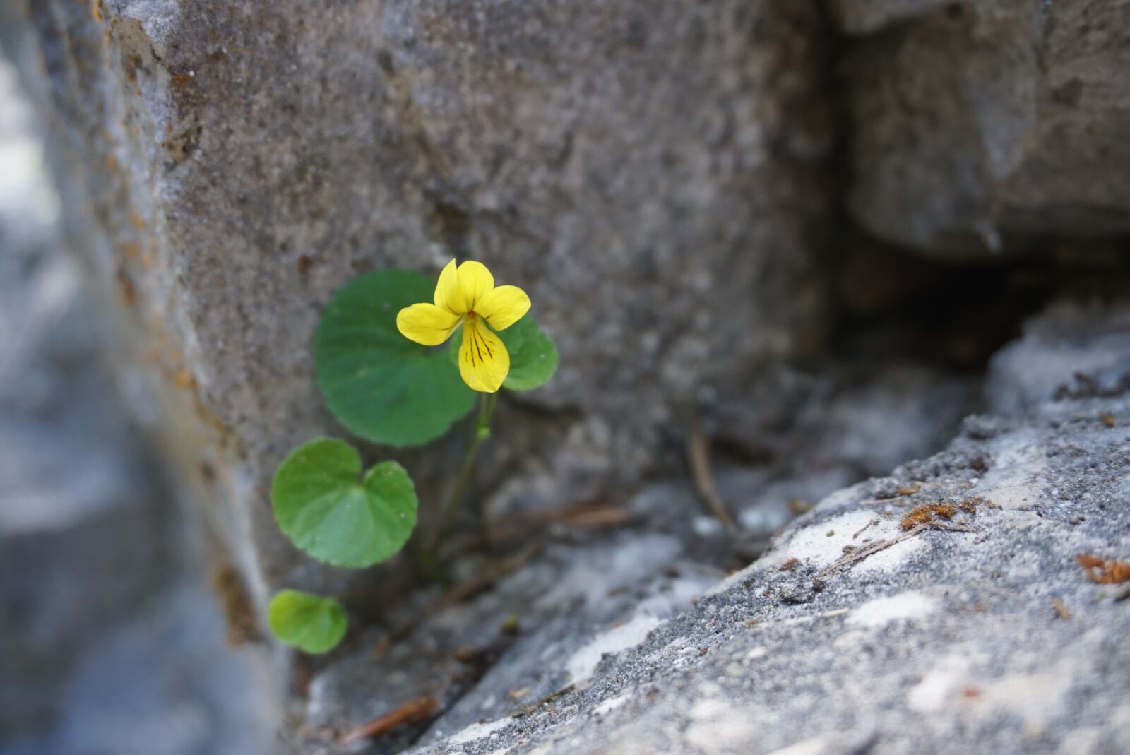 Sony a6000 sample photo. Flower, yellow, green photography