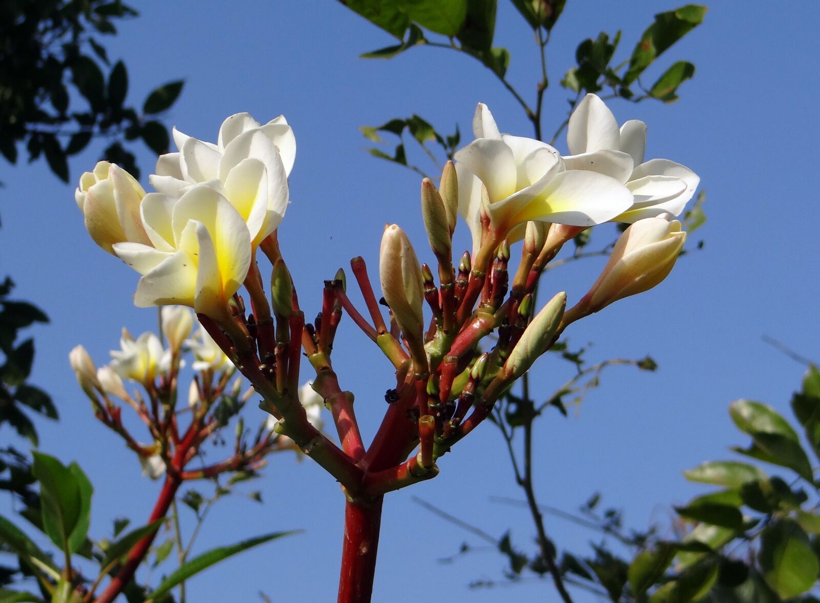 Sony DSC-HX200V sample photo. Plumeria, common white frangipani photography