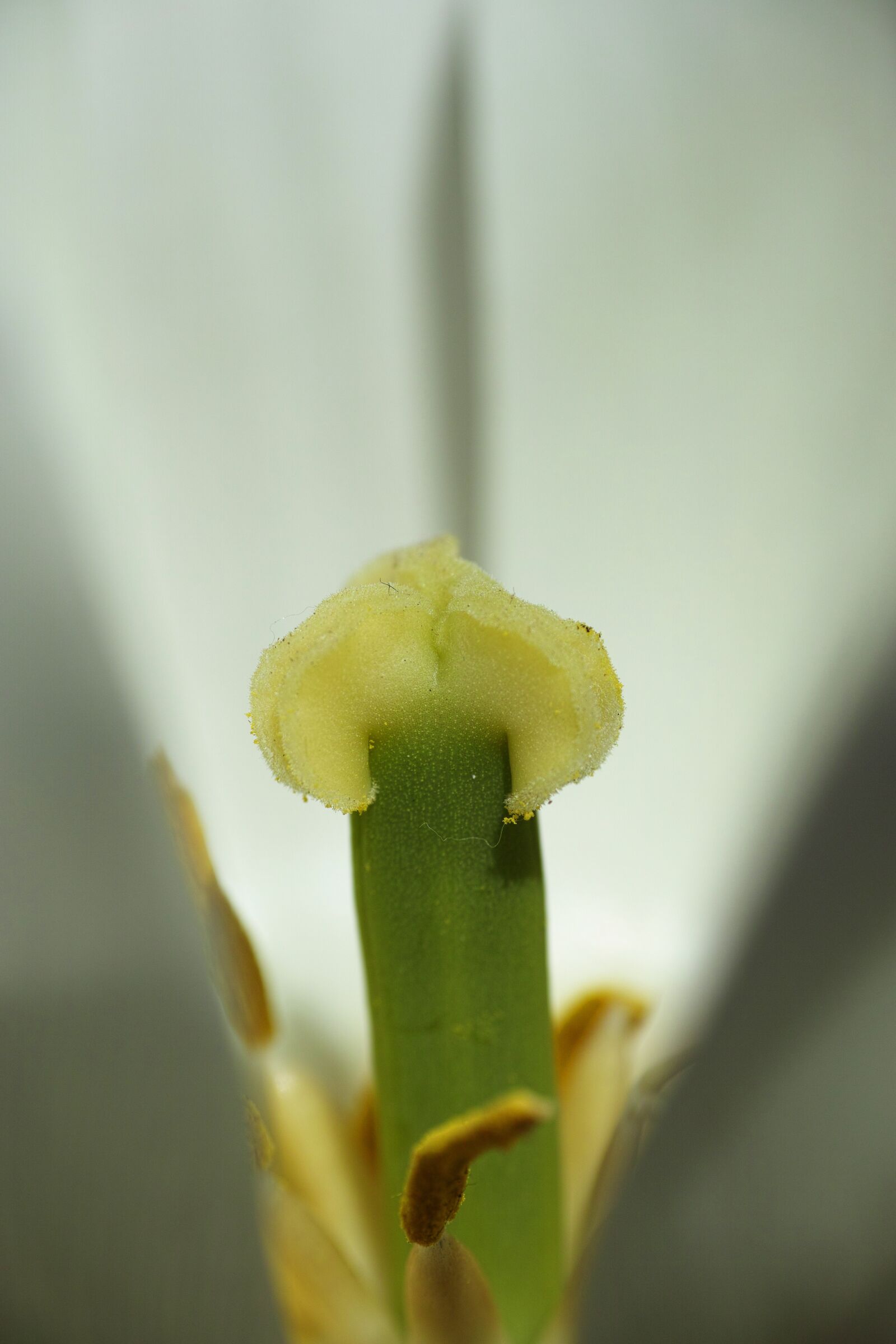Sigma DP3 Merrill sample photo. Tulips, macro, close photography