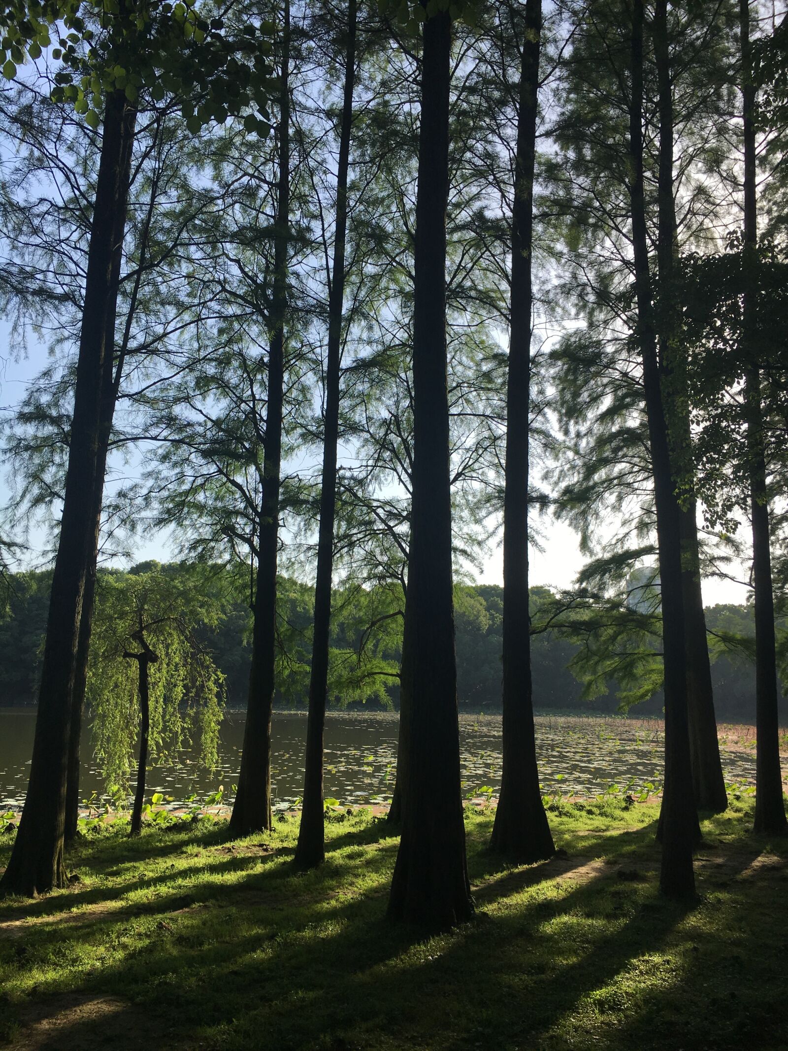 Apple iPhone 6s sample photo. East lake, light and photography