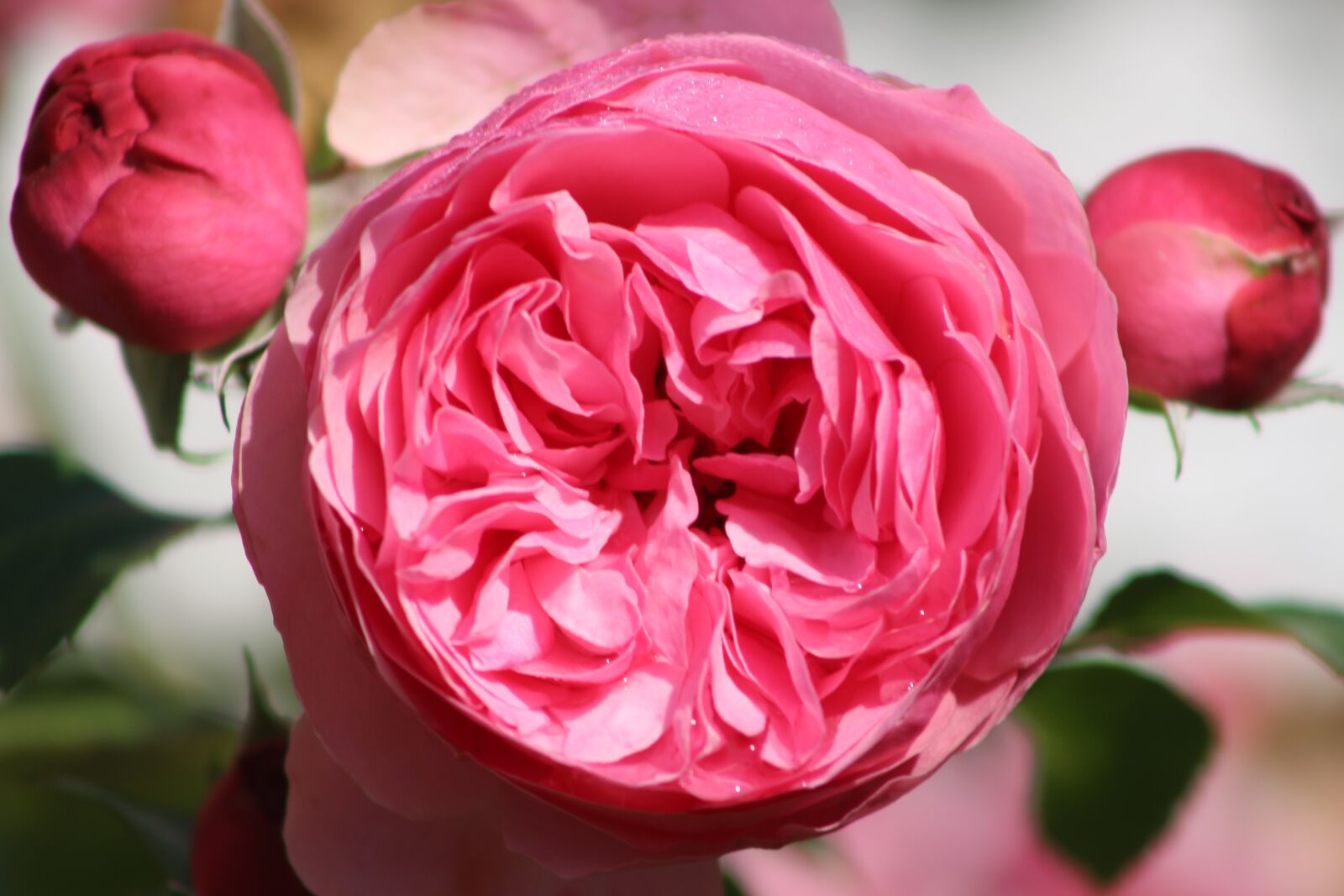 Canon EF75-300mm f/4-5.6 sample photo. Rose, red, flower photography