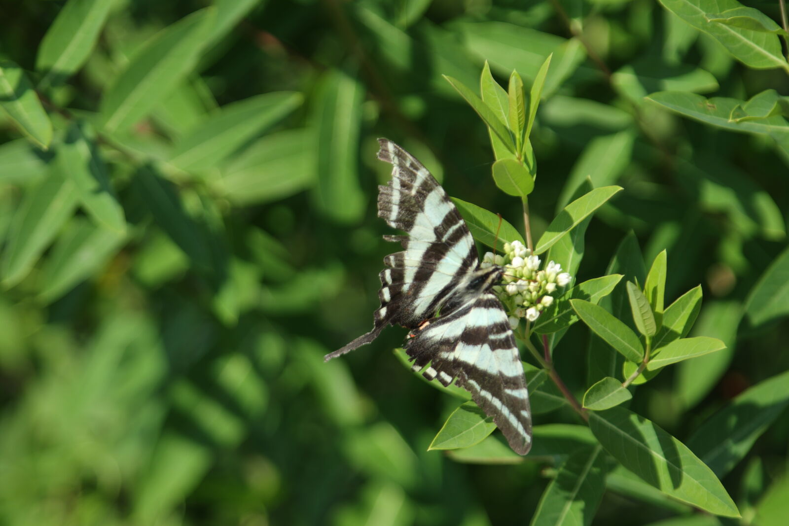 Canon EOS M5 sample photo. Out an about photography
