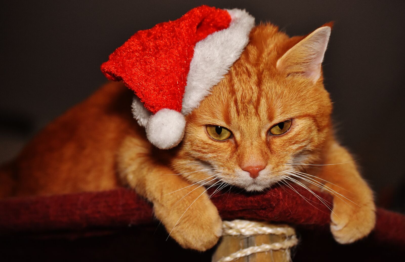 Nikon D7200 sample photo. Cat, red, christmas photography